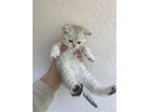 British shorthair
