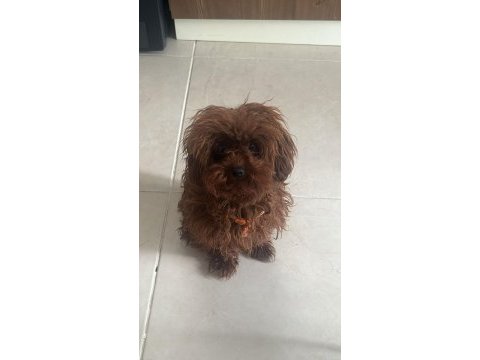 Kore yavrusu a kalite teacup red brown toy poodle yavrular
