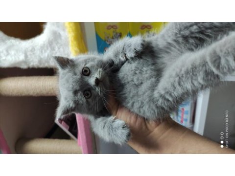 Kaliteli british shorthair yavrular dişi ve erkek mevcut