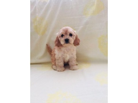 Maltipoo yavrular orijinal ev üretimi