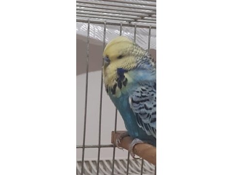 Sahiplendirilecek muhabbet kuşu