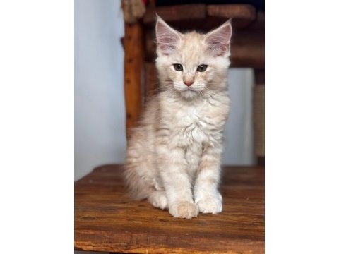 Maine coon dev yavru kediler çok uygun dev