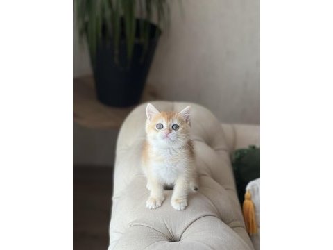 Safkan british shorthair golden yavrum