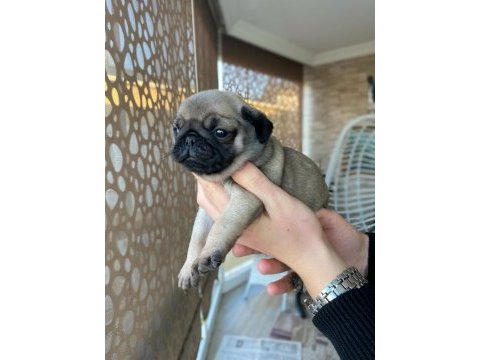 Yavru dişi pug