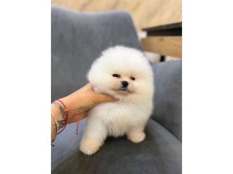 Ankaranın tek pet danışmanlığı 