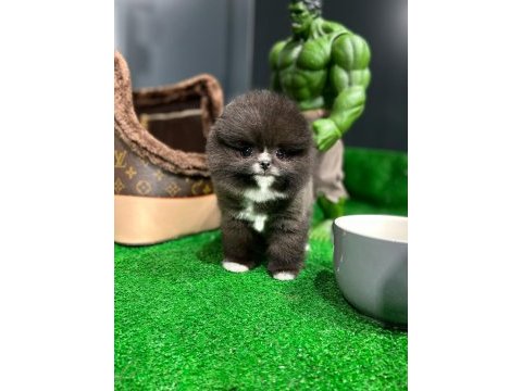 Aynı gün içerisinde teslim pomeranian boo yavrularımız