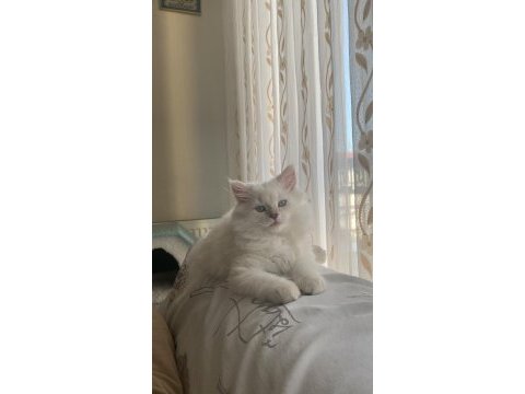 2 buçuk aylık dişi british longhair
