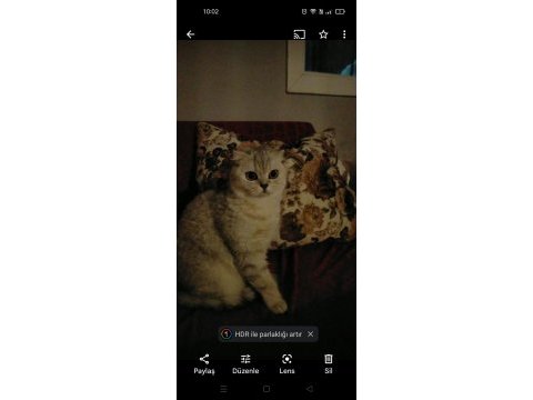 Uyumlu scottish fold kedimiz