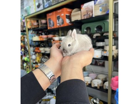Cüce bebek yavrularımız hazır