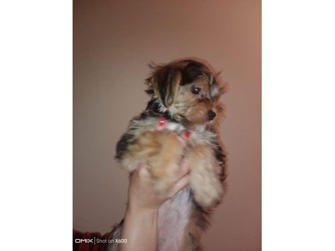 Orjinal yorkshire terrier yavruları 3 erkek 1 dişi