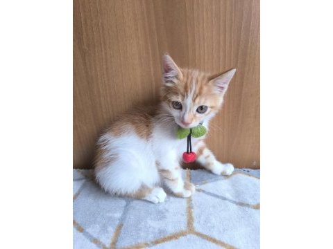 Yavru kediye acil yuva aranıyor
