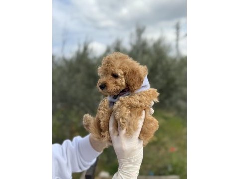 Brown toy poodle dişi