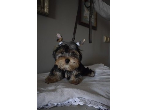 Yorkshire terrier yavrularımız