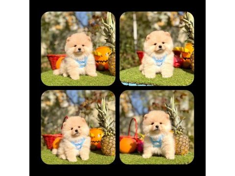 Pomeranian yavrular