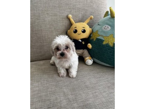 Yavru kore maltese