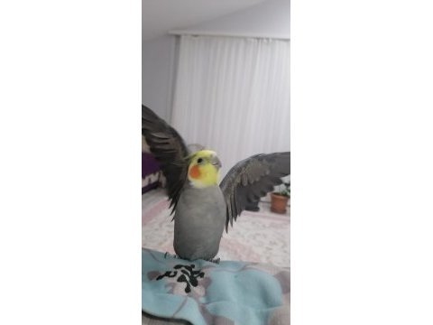 Sağlıklı aile dostu sultan papağanları ev beslemesi