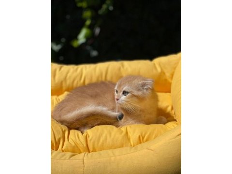 Hemen teslim scottish fold güzellikler