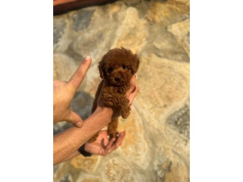 Teacup kore toy poodle