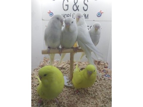 Yavru muhabbet kuşlar