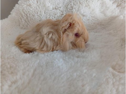Guinea pig bebekler