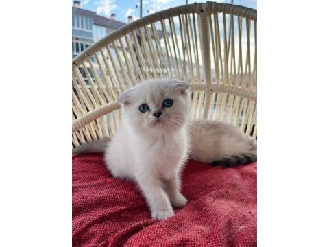 Scottish fold erkek yavrumuz yeni yuvasını arıyor