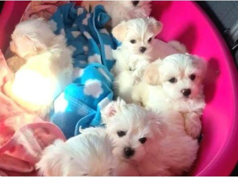 A kalite maltese bebeklerimiz