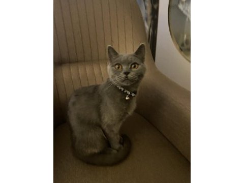British shorthair 1,5 yaşında dişi
