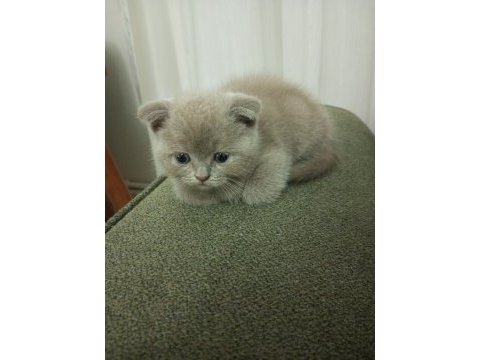 2.5 aylık erkek scottish fold yavru