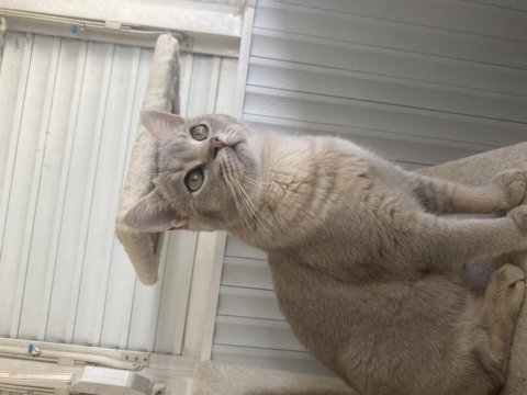 Yakışıklı erkek çocuğumuz kedimize aile arıyorum