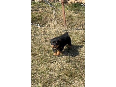 Uygun fiyatlı  son rot  macar dişi