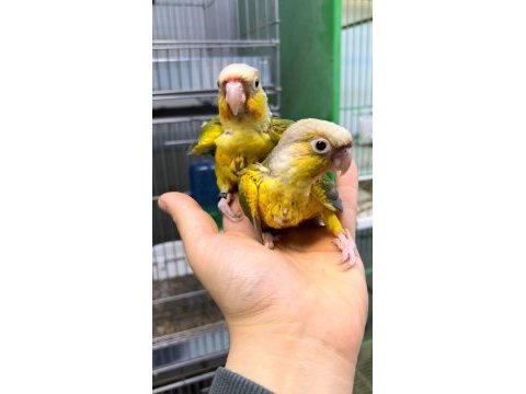 El besleme pinaple konur yavrusu