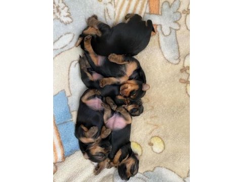 Minicik kızımın yorkshire terrier kızları