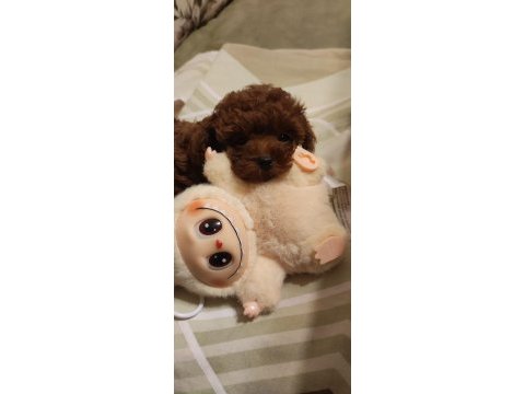Kore teacup poodle bebeklerimiz