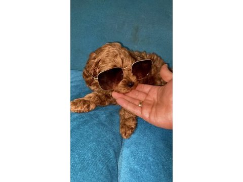 Yavru toy poodle bebeklerimiz 5 günlük