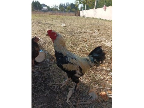 Satılık yumurta tavukları