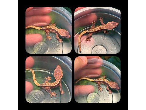 Crested gecko yavrular