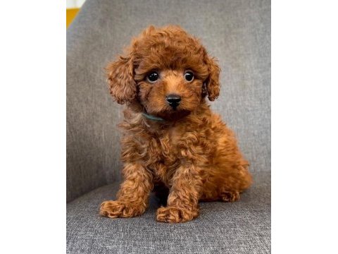 Toy poodle yavrular