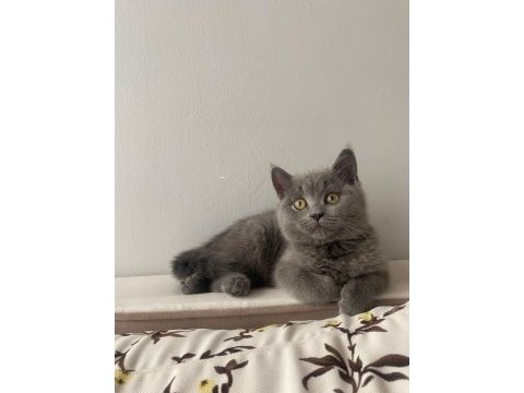 British shorthair kedisi