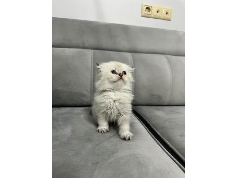 British longhair yavrular