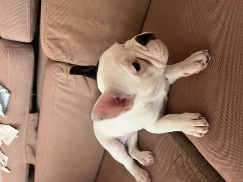 French bulldog yavrusu