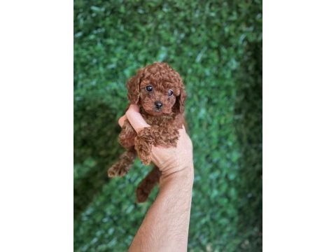 Mükemmel red brown toy poodle yavrular