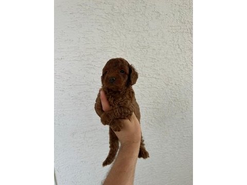 Oyuncak boy erkek dişi poodle bebeklerim