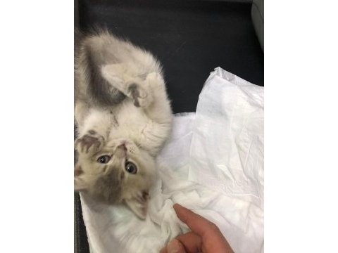 Acil british shorthair yavrumuza yuva aranıyor