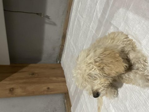 Yavru maltipoo poodle
