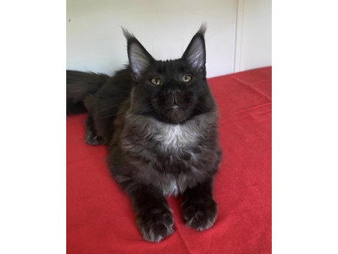 Kocaman maine coon erkek ns
