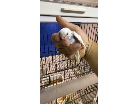 Yeni yeme düşmüş iri çek muhabbet kuşu yavrular