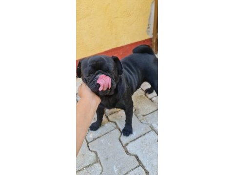 Bu güzelliklerde benden gelsin pomeranian