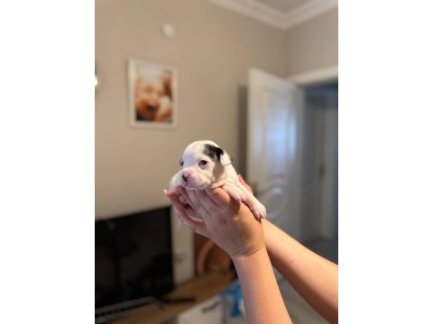 3 haftalık safkan french bulldog bebekler