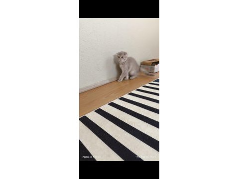 Scottish fold erkek kedimiz