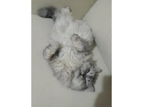 1 yaşında dişi iran chinchilla